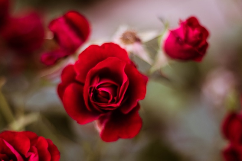 no people, fragility, floral, sign, business, card, rose wine, summer, selective, flower arrangement, vulnerability, label, greeting, leaf, focus on foreground
