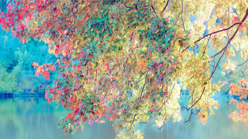 graphic, multi colored, day, reflection, style, branch, color, abstracts, old, beauty in nature, artistic, decoration, vintage, patterns, colors