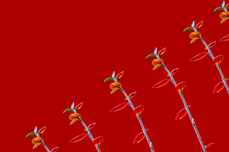 color, christmas, black, nature, flying, group of animals, flower, motion, red abstract, modern, design, animal themes, animal body part, plants, animals in the wild