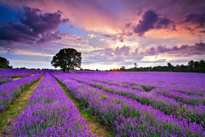 sky, summer, July, lavender, England, Sunset, field, kingdom, clouds, 1080P, purple, sun, flower, united, evening, United Kingdom