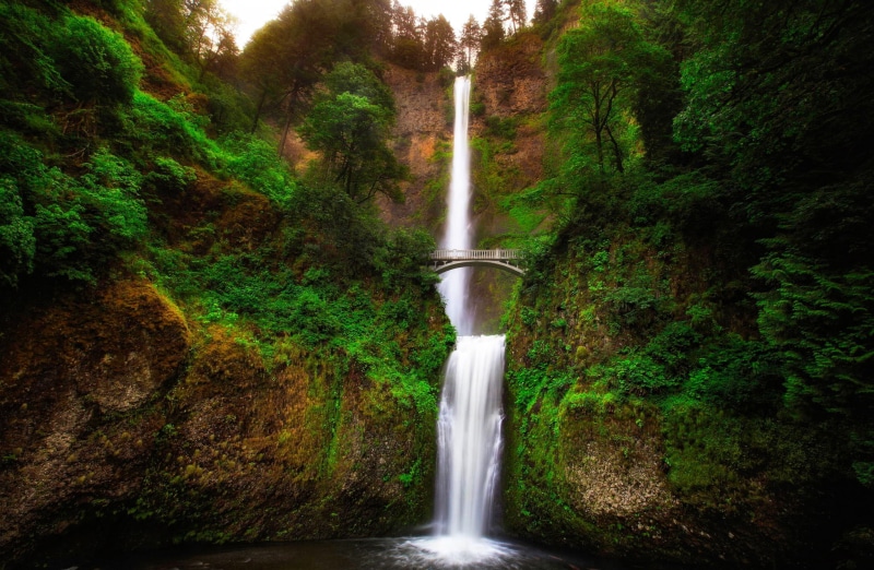 Oregon falls, growth, water, 1080P, tree, plant, beauty in nature, outdoors, falling water, flowing, Multnomah, waterfall, day, green color, long exposure