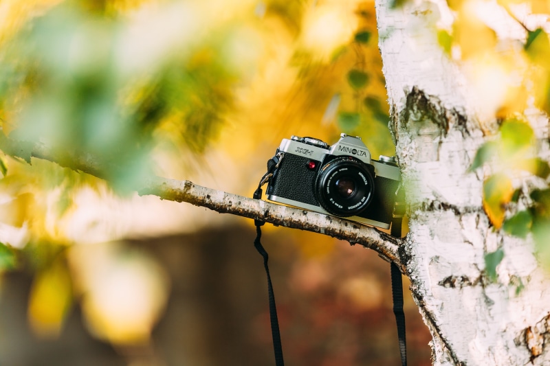classic, minolta, black, plant, activity, tree trunk, lens, vintage, antique, nature, day, negative, photography, no people, photography themes, 5K, outdoors