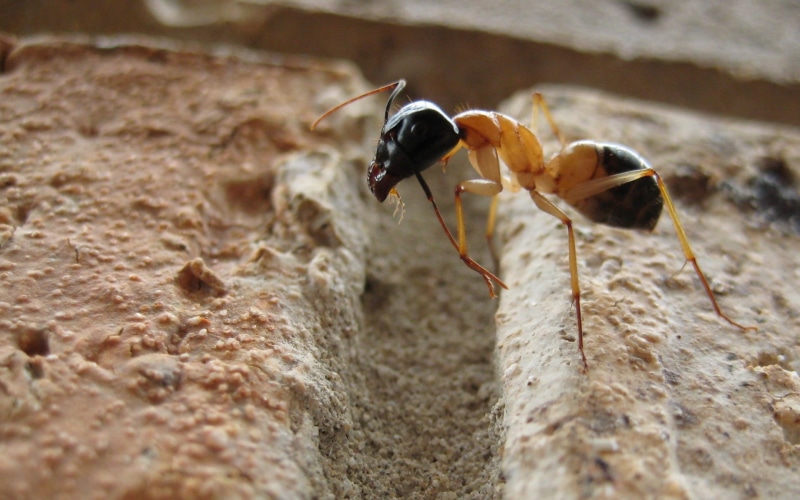 Camponotus, ant, 1080P, animals in the wild, rock - object, ants, one animal, black, nature, brown, insect, invertebrate, no people, focus on foreground