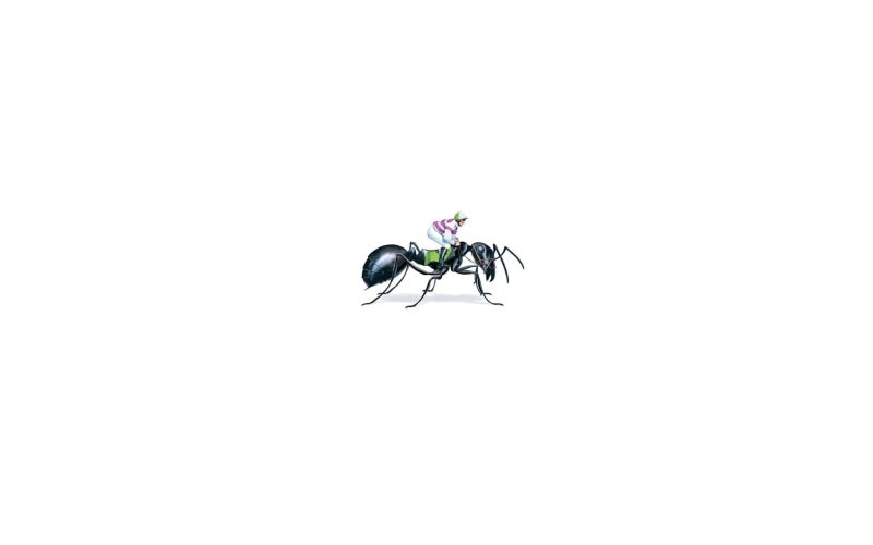 indoors, close-up, animals in the wild, white background, beauty in nature, fly, invertebrate, black, digital art, one animal, horse riding, ant, animals