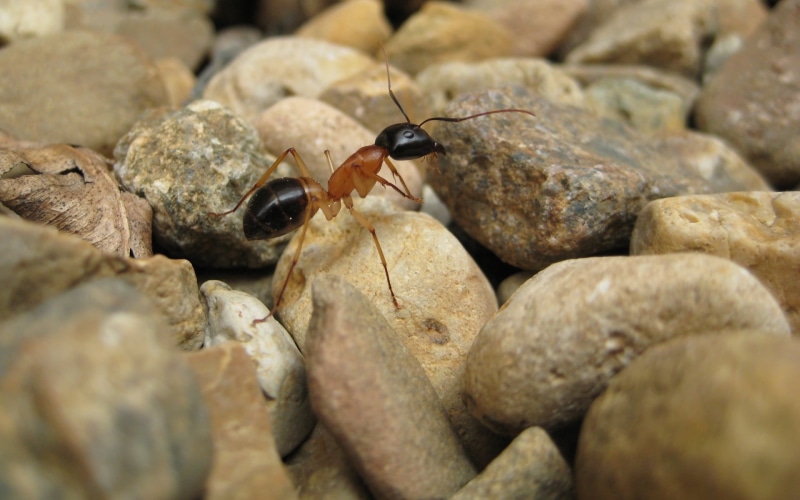 black, zoology, animals in the wild, stones, beetle, one animal, rock, animal wildlife, invertebrate, animals, 1080P, day, outdoors, brown, ant, solid