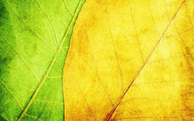 colors, autumn, leaf Vein, green, no people, color Image, backgrounds, textured, yellow, natural pattern, close-up, grass, strip, texture, macro, full frame
