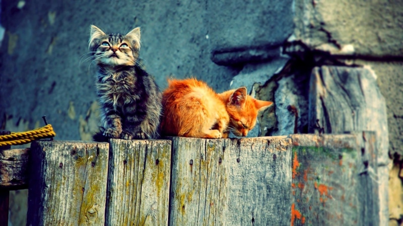 fence, barrier, no people, feline, ginger cat, wood, brown, kittens, 1080P, animal themes, cats, day, boundary, looking at camera, domestic, two animals