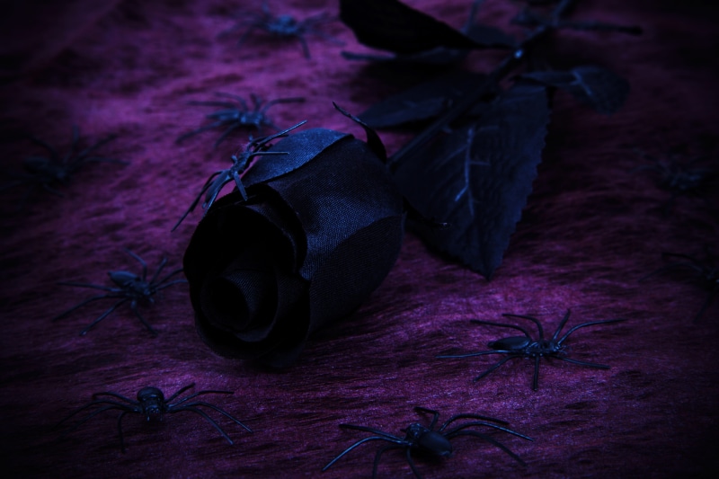 halloween, indoors, animal, focus on foreground, purple, seasonal, spiders, 4K, black rose, night, flower, leaf, decoration, rock, only men, rose, beauty in nature