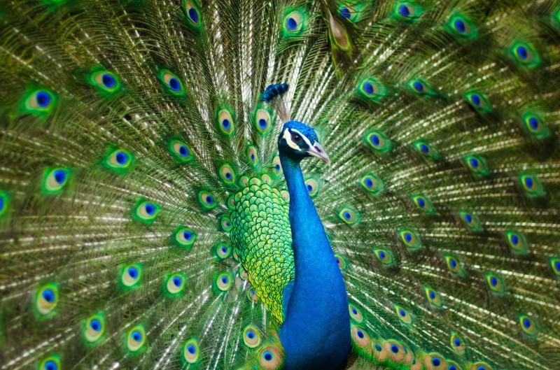 Peafowl, Peacock, 4K, 4K