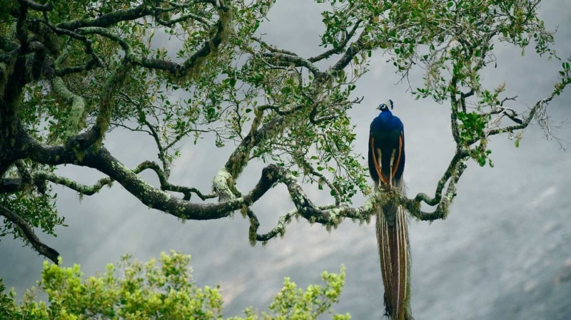 blue, green color, vertebrate, animals in the wild, outdoors, perching, low angle view, animal themes, bird, plant, branch, animal wildlife, growth, day
