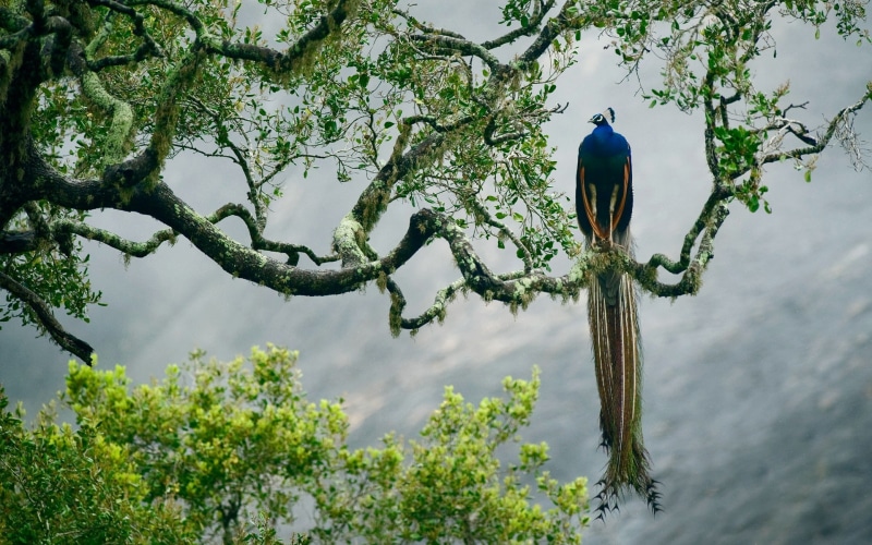 animals, birds, peacocks, 1080P, nature