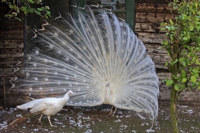 feathers, outdoors, animals in the wild, white peacock, wildlife, animal behavior, day, fanned out, spread wings, no people, peahen, animal themes, nature