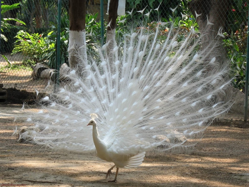 day, animals In The Wild, no people, bird, mating period, one animal, peacock feather, animal wildlife, nature, outdoors, animal Neck, feathers, 1080P