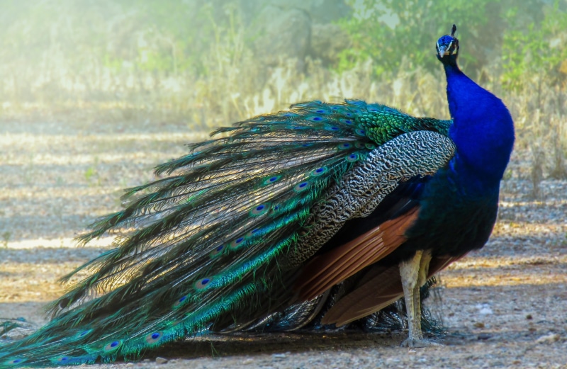 focus on foreground, fauna, animals in the wild, fanned out, animals, animal, animal themes, peacock, turkey, peacock feather, beautiful, no people, beauty in nature