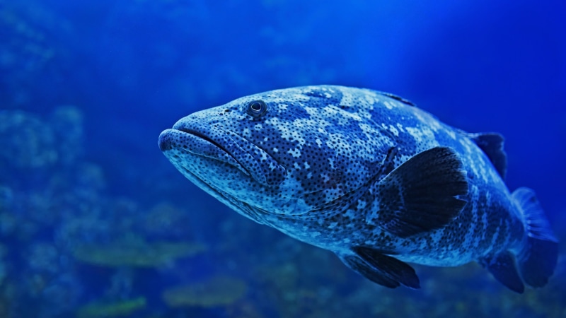 animal wildlife, animals in the wild, blue, swimming, fish, aquarium, water, one animal, marine life, sea life, no people, close-up, animal, sea, marine