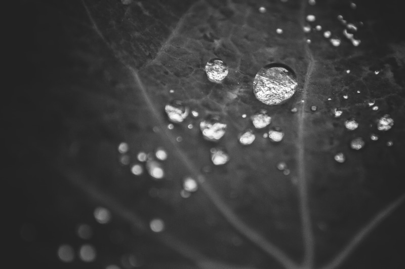 leaf, blanco y negro, wet, Espejos, backgrounds, 4K, drop, Explored, raindrop, moody, nature, droplet, close-up, black and white, lluvia, gota, abstract
