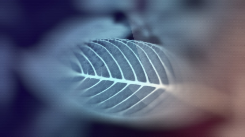 no people, magnification, studio shot, indoors, blue, vitality, close-up, nature, burning, fuel and power generation, abstract, science, motion, genetic research