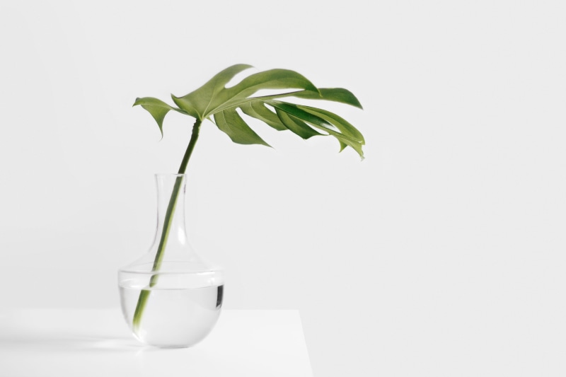 table, green color, medicine, simplicity, studio shot, leaf, clear, genetic research, plant, nature, glass, education, white background, water, herbal medicine