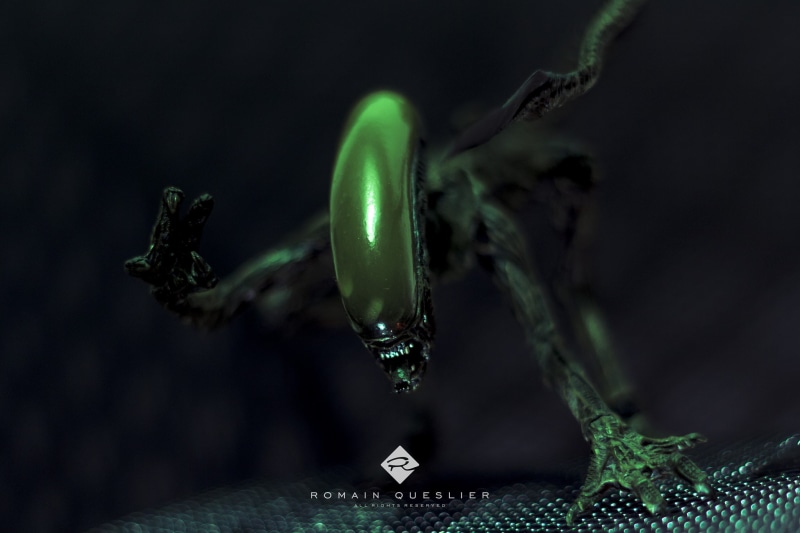 food and drink, mid-air, plant, 1080P, Xenomorph, focus on foreground, growth, indoors, no people, selective focus, nature, close-up, day, water, freshness