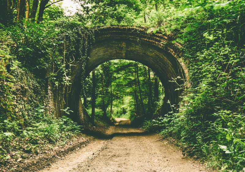 4K, plants, path, forest, tranquility, tree, architecture, arch, the way forward, growth, trees, diminishing perspective, direction, built structure, green