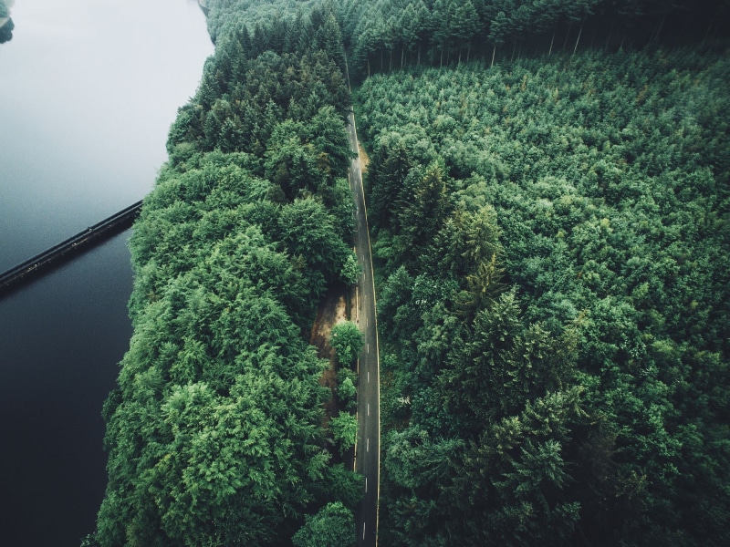 green color, 1080P, road, straight, foliage, tree, nature, plant, outdoors, scenics - nature, high angle view, aerial view, growth, aerial, beauty in nature