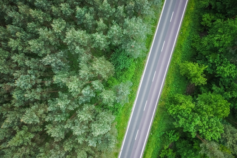 lush foliage, 4K, scenics - nature, minimalistic, in the Woods, green, tranquility, straight, simple, leaf, aerial, lonely, high angle view, minimalism