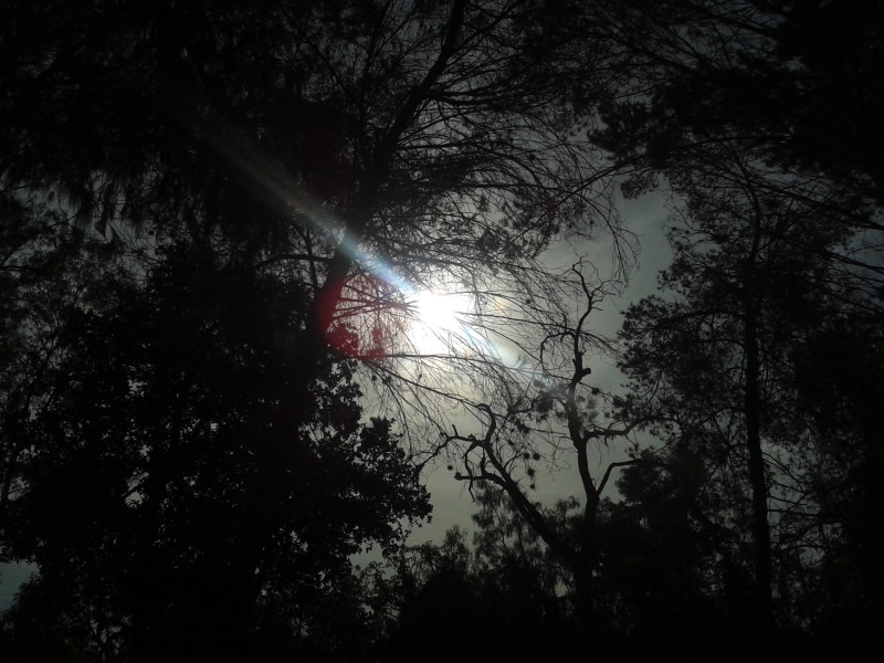 backlighting, tree trunk, sunny, lens flare, tranquility, growth, day, no people, streaming, sunbeam, sunlight, nature, forest, beauty in nature, branch
