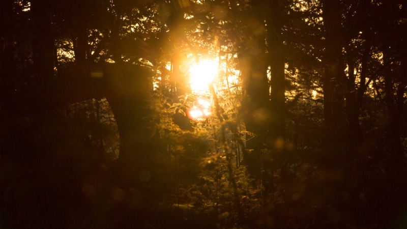 non-urban scene, sun, sky, sunset, 1080P, woodland, brown, sunbeam, streaming, tranquil scene, nature, scenics - nature, outdoors, forest, black, frame