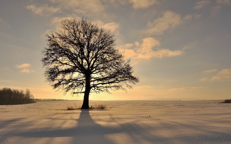 sky, nature, cloud - sky, bare tree, trees, land, sunset, silhouette, plant, beauty in nature, winter, 2K, outdoors, scenics - nature, field, non-urban scene