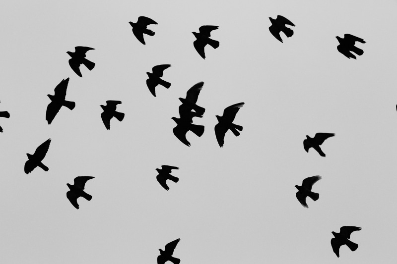 silhouette, 5K, sky, flying, bird, backlighting, photograph, animals, wings, flock, birds
