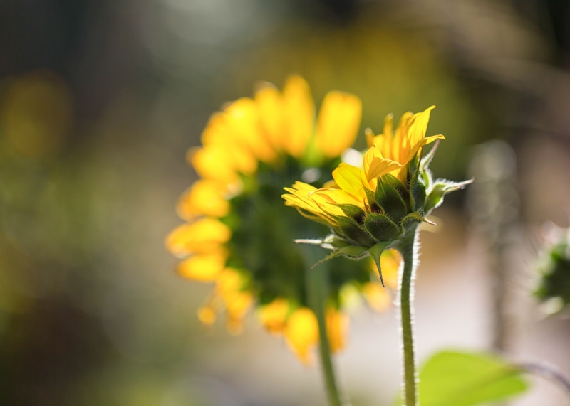 fall, Denver Botanic Gardens, summer, focus, Sunflowers, nature, backlit, selective focus, selective, flower, close-up, 4K, backlighting, plant, floral