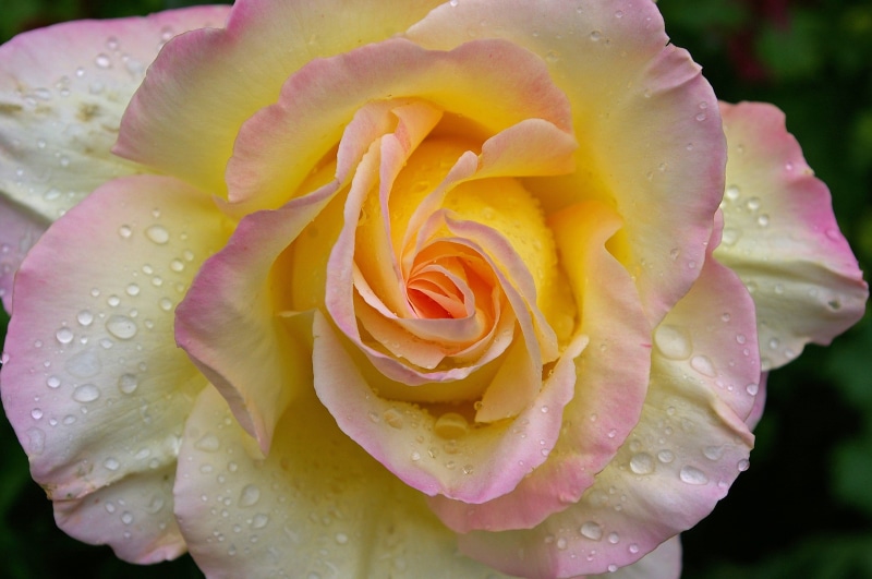 flower Head, outdoors, gloria dei, photography, wedding day, love, white, plant, yellow, no people, fragility, flower, close, rose, growth, rain, petal