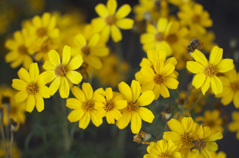 UCSB, flowers, 4K, yellow, springtime, DSC, plant, petal, photo, summer, Nature, flower, petaled, close up, close, Santa Barbara