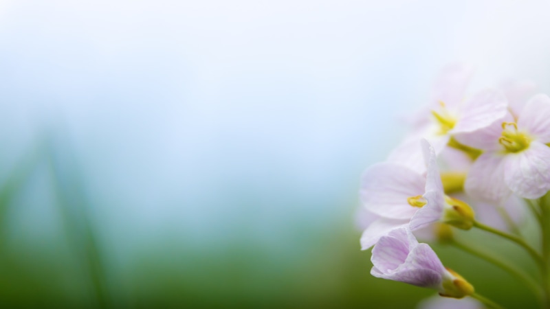 nature, freshness, blossom, purple, Spring  white, petal, beauty In Nature, close-up, springtime, 4K, 4K2K, flower Head, flower, close up photography, ultra hd
