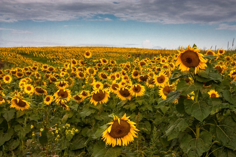 Flowers, sunflower, landscape, photography, yellow, Sunflowers, rural Scene, sky, Sun, summer, panoramic photography, flower, outdoors, Ridgeway  Wisconsin