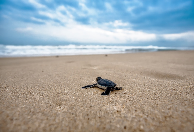 no people, animals in the wild, ujung origin coast, coast, turtle, animal themes, 2K, outdoors, sky, java island, beach, land, shore, journey, indonesia