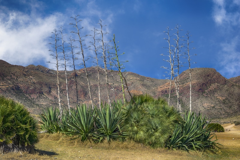 semi-arid, rock, succulent plant, travel destinations, no people, desert, clouds, green, almeria, rock - object, arid climate, cabo de gata, mountain, landscape