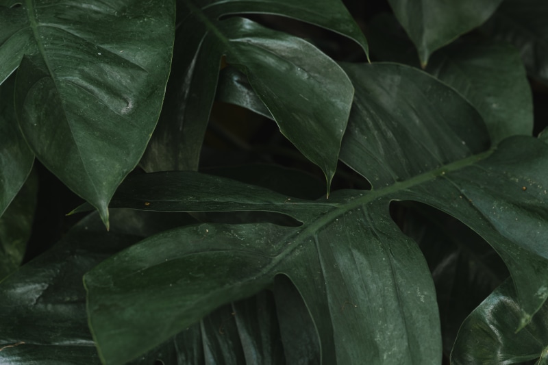 monstera, field, backdrop, green color, garden, color, water, 5K, day, material, close-up, design space, freshness, food and drink, full frame, design