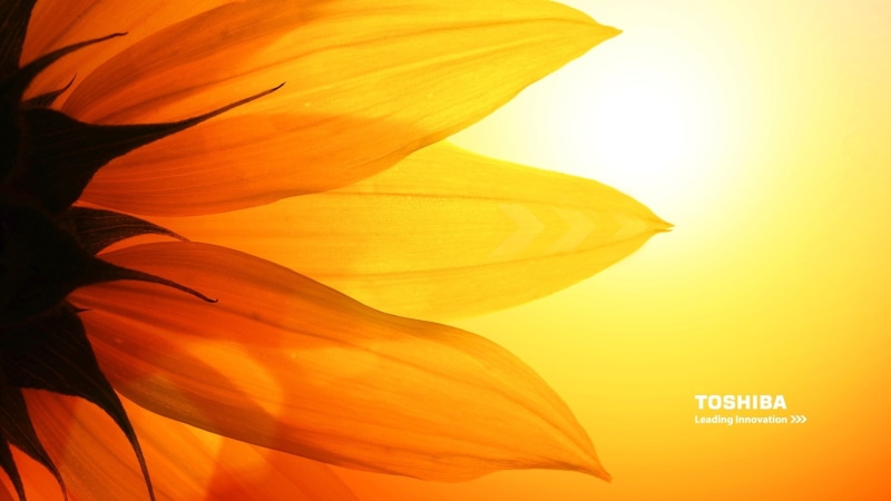 tv, toshiba, 1080P, flat, screen, sunflower