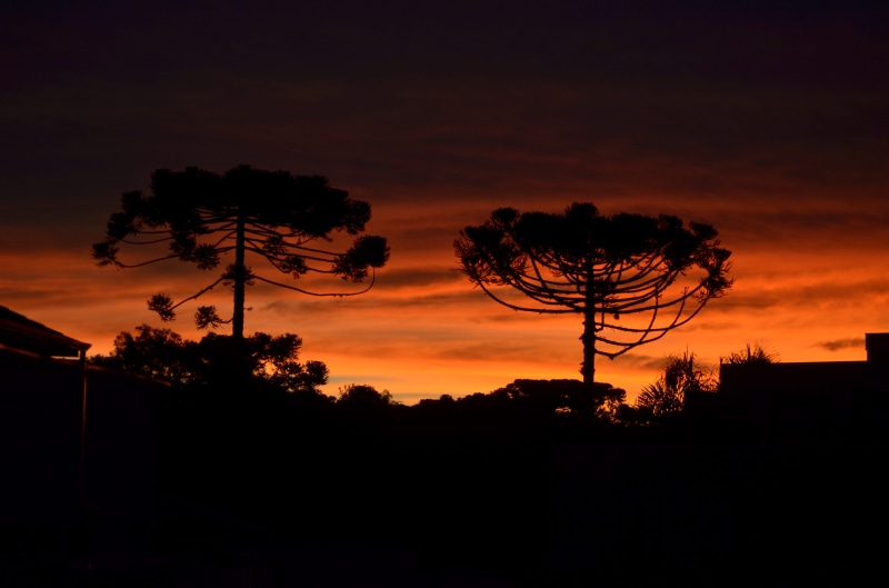 dawn, low angle view, beauty in nature, radio wave, plant, power supply, technology, dusk, red sky, scenics - nature, hour, araucaria, sky, sunlight, curitiba