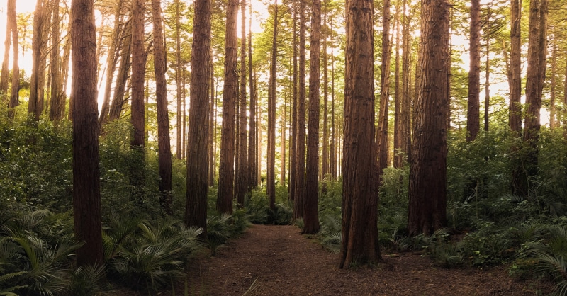 plant, summer, coniferous tree, outdoors, pine, wood, non-urban scene, forest, sunlit, path, pine tree, fern, day, tranquility, pine woodland, growth, sun