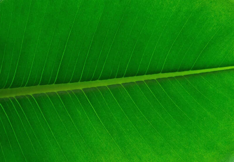 macro, beauty in nature, no people, fragility, 2K, natural pattern, nature, full frame, the leaves, plant, leaf vein, backgrounds, state of the union