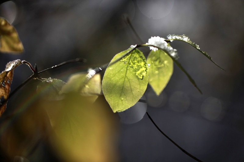 leaves, tree, frost, photo, refraction, a walk in the woods, dispersion, depth, green, distortion, arc, nature, iridescence, ze  thaw, 4K, field, cold