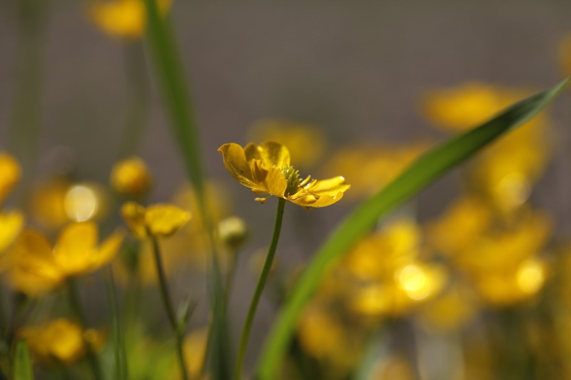 sunny, photo, delicate, shiny, petaled, summer, pics, sunlit, gold, petals, flower, jenny, swallow, blur, springtime, bokeh, meadow, 5K, buttery, yellow