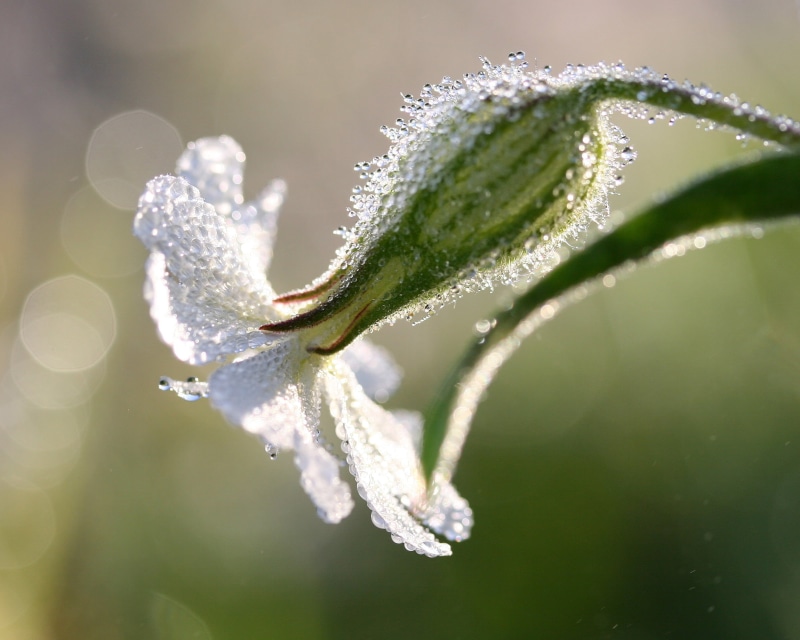 plant, rain, raindrop, delicate, dew, wet, leaf, petaled, france, macro, green Color, flower, water, le jardin, wild flowers, droplets, head, campion, 1080P