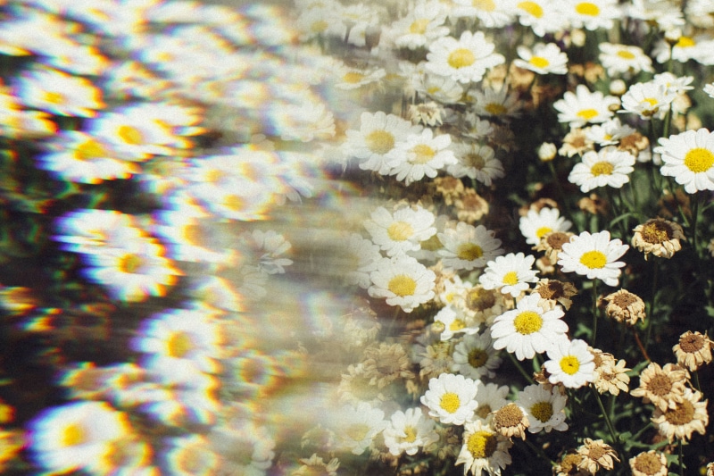 no people, full frame, yellow, blurry, growth, flowering plant, prism, plant, nature, 4K, beauty in nature, white color, fragility, outdoors, day, landscape