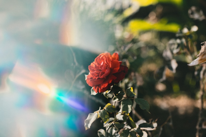 happiness, red rose, day, growth, red, outdoors, close-up, light, flower head, canon, detail, vulnerability, bouquet, sun, freshness, no people, nature photographer