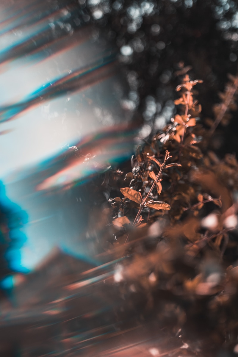 leaves, tranquility, cool, growth, flare, land, 5K, prism flares, light, leaf, folk, focus on foreground, forest, no people