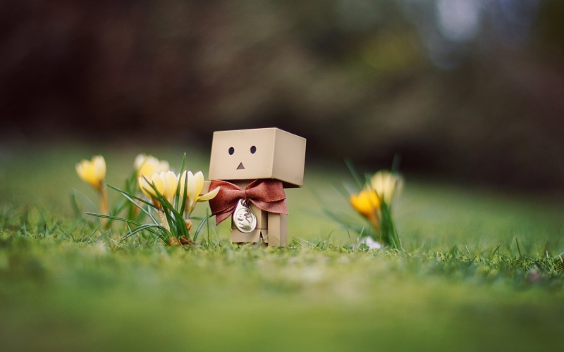 flowers, toy, flowering plant, flower, plant, bow, green color, 1080P, amazon, house, nature, human representation, danboard, representation, cardboard robot