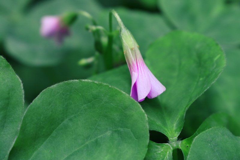 growth, flower head, green color, no people, plant, flowering plant, petal, purple, leaf, flower, romantic, vulnerability, focus on foreground, 5K, green leaf